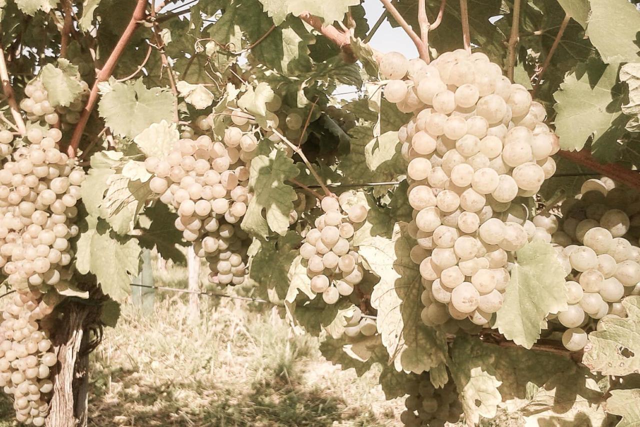 Ferienwohnung Am Weingut Eisenbock Strass  Zewnętrze zdjęcie